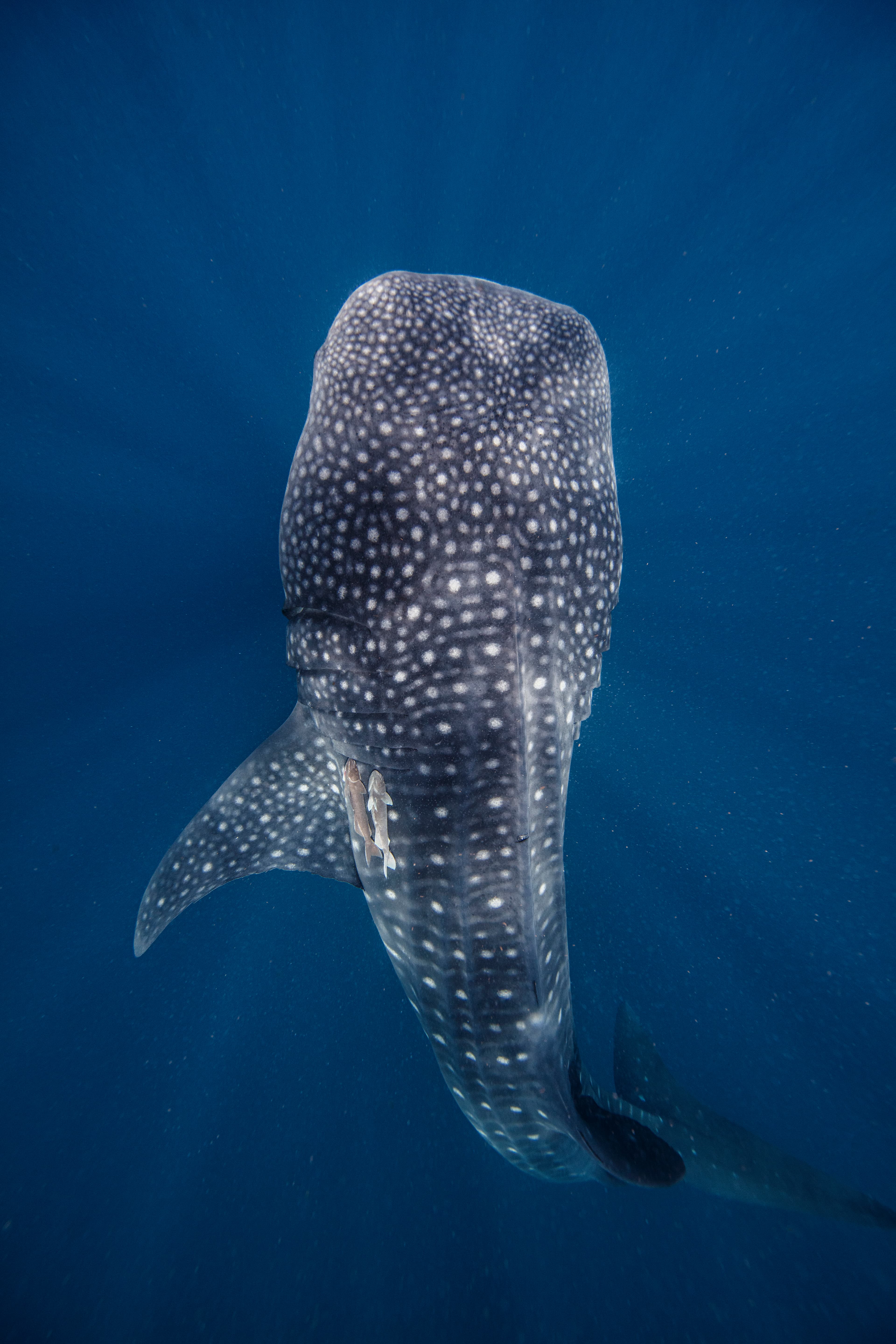 MareBlu Liguria Diving diving